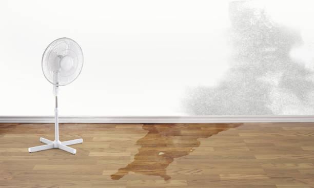 Best Basement water damage restoration  in Morgandale, OH
